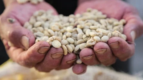 Farmer Holding Freshly Processed Coffee Beans – Close-up Shot Stock Footage 303184232
