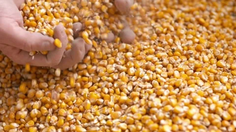 Farmer holding grain maize corn kernel Autumn field work. in Field After Harvest Stock Footage 336580856