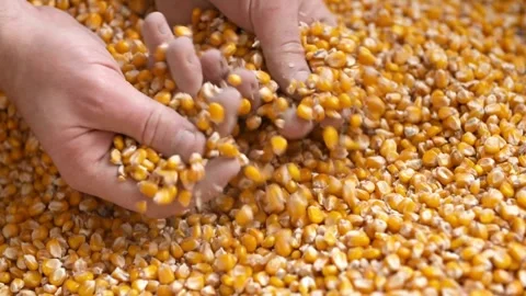 Farmer holding grain maize corn kernel Autumn field work. in Field After Harvest Stock Footage 336580922