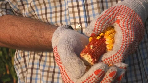 Farmer holding grain maize corn kernel Autumn field work. in Field After Harvest Stock Footage 336581219