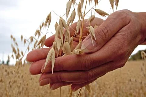 Farmer holding grain Stock-Fotos
