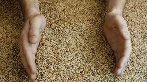 Farmer holding grains in his hands. Stock Footage 84001492