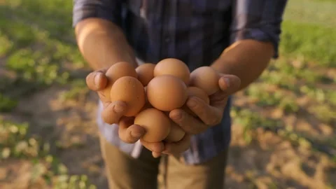 Farmer holding in hands many eggs Stock Footage 201524970