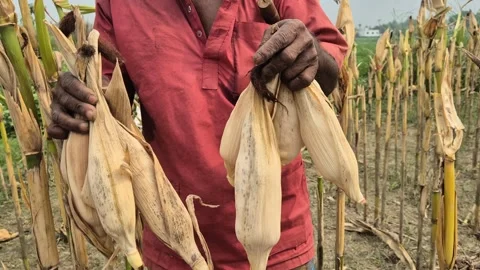 Farmer Holding Harvested Corn Cobs In Husk Ripe Maize Field Close Up Shot Stock Footage 343292401
