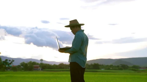 Farmer holding laptop and checking rice plantation in rice fiedl on sunny sky Stock Footage 203766146