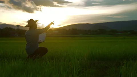 Farmer holding laptop and checking rice plantation in rice fiedl on sunny sky Stock Footage 203770348