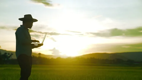 Farmer holding laptop and checking rice plantation in rice fiedl on sunny sky Vidéo 203797485
