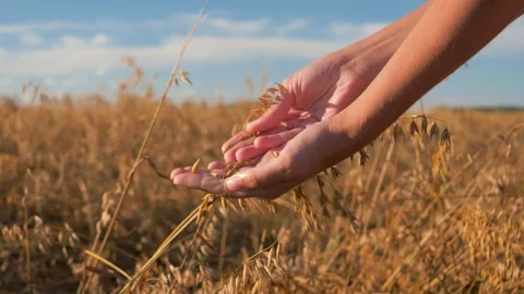 Farmer holding oat grains in hands in field during harvest season close up Stock Footage 306355323