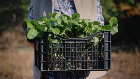 Farmer holding plastic crate full of strawberry seedlings ready for plantin.. Stock Footage 335018772