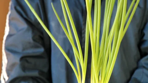 Farmer holding Spring onion in flower pot. Stock Footage 33744075