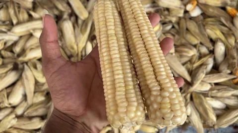 Farmer Holding Two White Maize Cobs in Hand and Explaining Corn 스톡 동영상 317625453