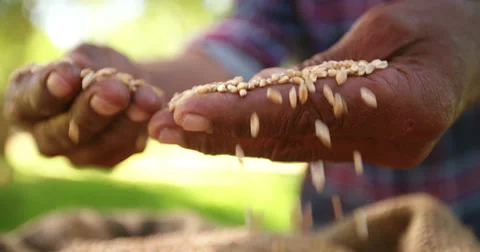 Farmer holding wheat grain in his hand, falling slow motion Stock Footage