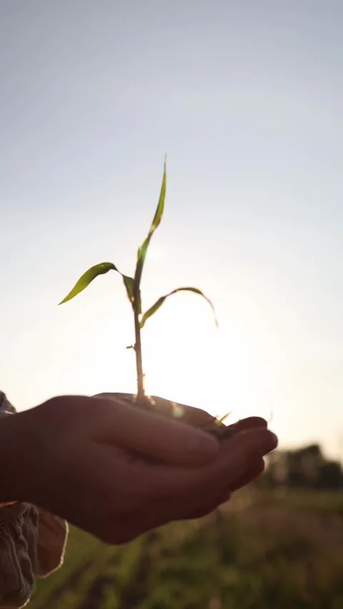 Farmer holding a young corn sprout in warm sunset light representing early crop  Stockbeeldmateriaal 337941248