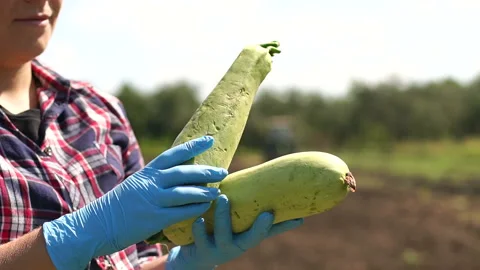 Farmer is holding a zucchini on the background of a working tractor in the field Stock Footage 112992885