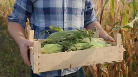 Farmer holds a box with fresh corn cobs Stock Footage 209970935