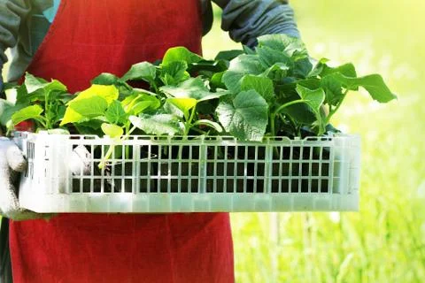 Farmer holds a box of fresh green seedlings cucumber plants Stock Photos