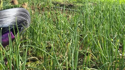 A farmer holds a bundle of freshly picked green onions after removing plants Stock Footage 335940207