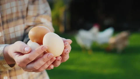 Farmer holds chicken eggs amid grass where his chickens graze Stock Footage 136086344
