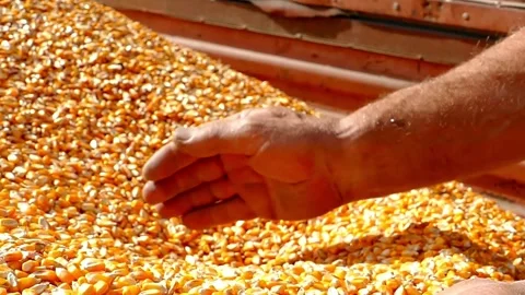 Farmer holds corn grain checked for ripeness before harvesting. beautiful sun Stock Footage 270463402