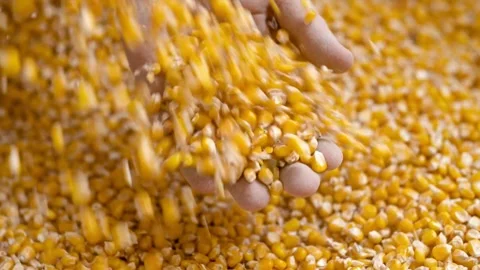 Farmer holds corn grain checked for ripeness before harvesting. beautiful sun Stock Footage 270464037