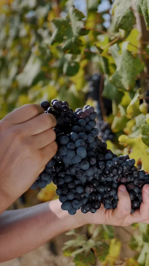 A farmer holds a large bunch of black grapes in his hands, in the middle of a Stock Footage 314117118