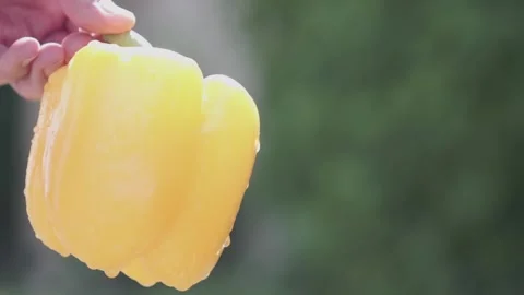 The farmer holds pepper in his hands. Bell pepper harvest. Healthy homemade Stock Footage 263200751