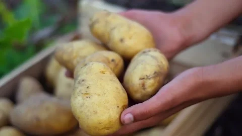 The farmer holds potatoes in his hands against the background of a wooden box Stock Footage