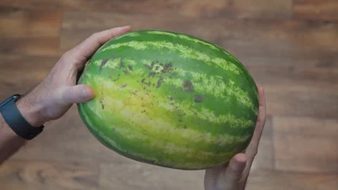 A farmer holds a ripe watermelon with both hands Stock-Footage 342113207