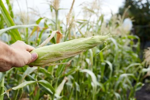 A farmer holds an unopened ear of corn against the background of a field Stock Photos