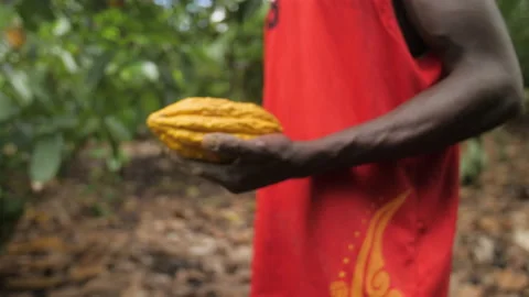 A farmer holds a yellow cocoa fruit in his hands, in Ivory Coast Stock Footage 237828892