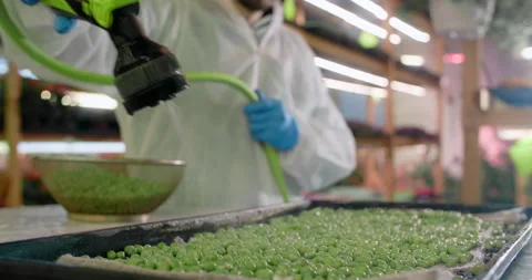 Farmer hosing down a trays with beans of peas at the microgreens farm, vertical Stock Footage 169346096