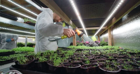 Farmer hosing down a trays with growing microgreens seedlings, vertical farming Stock Footage 169306699