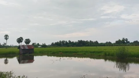 Farmer Hut Reflected In Water Pond By Green Rice Field, Countryside 4K Stock Footage 346171690