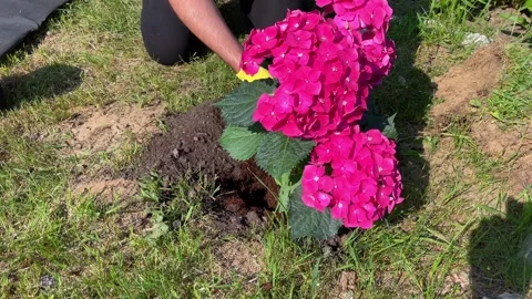 Farmer with hydrangea in pot, preparing transplant plant in soil Stock Footage 245483889