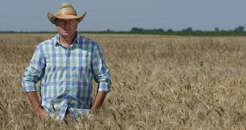 Farmer Image in Middle of Wheat Crop Looking Confident to Camera Stock Footage 102254448