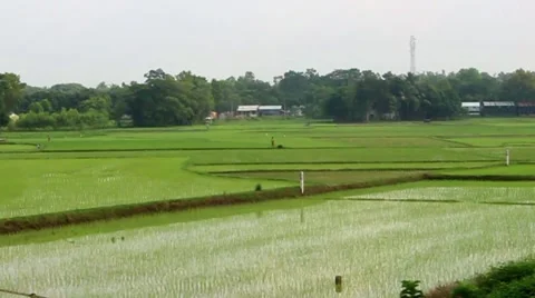 Farmer in India in rice fields slow motion tracking shot from side Stock Footage 57142088