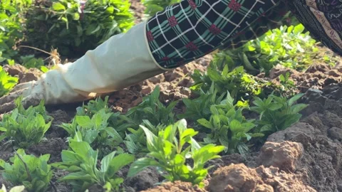 A farmer inserts young basil plants into soil beds while working across evenly 库存影片 333465513