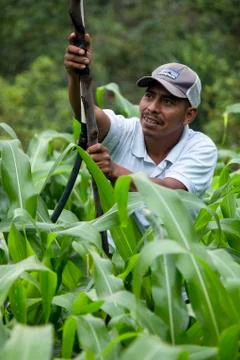 Farmer inside a corn field. Stock Photos