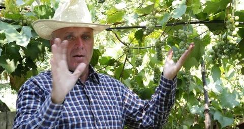 Farmer Inspecting and Talking in Interview About Farmland Grapes Culture  Stock Footage 109114728