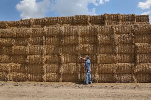 Farmer inspecting bale of straw in field Stock Photos