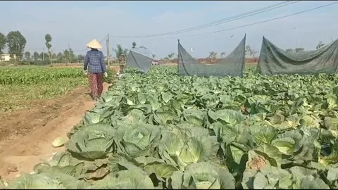 Farmer Inspecting Cabbage Field Before Harvest in Rural Vietnam Vídeos de archivo 336067394