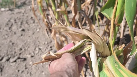 Farmer inspecting a corn cob damaged by severe drought Video stock 345426370