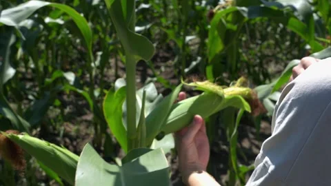 Farmer Inspecting Corn Cob in Field Before Harvest 스톡 동영상 342330275