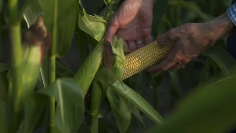 Farmer inspecting corn cob Stock Footage 80415766