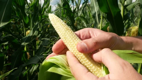 Farmer inspecting a corn cob Stock Footage 272791590