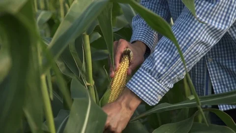 Farmer inspecting corn cob at his field Stock Footage 81477153