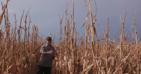 Farmer inspecting corn crop devastated by drought Stock Footage