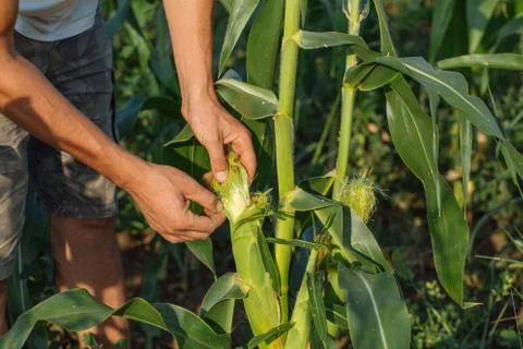 Farmer inspecting corn crop at field of organic eco farm Stock Photos