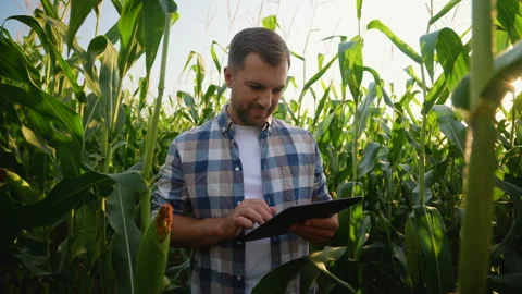 Farmer inspecting corn crop with a tablet Stock Footage 317779927