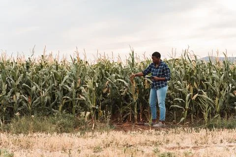Farmer inspecting corn crops using digital tablet in cultivated farmland Stock Photos